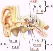 鼓膜穿孔是否构成轻伤（续）？——着重从鼓膜