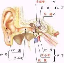 鼓膜穿孔是否构成轻伤(续)?——着重从鼓膜